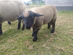 Suffolk ram lammeren, Dieren en Toebehoren
