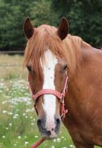 Recreatie D PONY TE KOOP, Dieren en Toebehoren, Gechipt, Ruin, 11 jaar of ouder, Recreatiepony