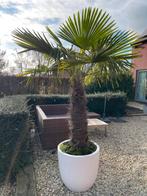 Palmboom met bloembak, Tuin en Terras, Ophalen, In pot, Palmboom, 100 tot 250 cm