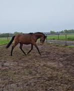 Enige spoed. 2 jarig springpaard stamboek en papieren, Dieren en Toebehoren, Paarden, Springpaard, Ruin, 0 tot 2 jaar, 160 tot 165 cm