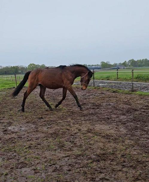 Enige spoed. 2 jarig springpaard stamboek en papieren, Dieren en Toebehoren, Paarden, Ruin, Onbeleerd, 160 tot 165 cm, 0 tot 2 jaar