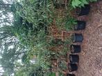 bamboe grofbladig, Tuin en Terras, Ophalen