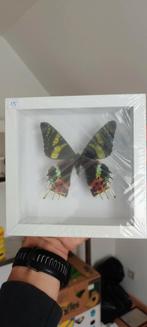 Chrysiridia repheus, Ophalen, Zo goed als nieuw