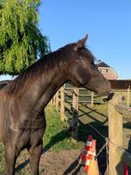 Unieke Appaloosa hengst ruin jaarling zwart wit met stippen, Hengst