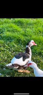 Mooi koppel Barbarie eenden, Dieren en Toebehoren, Meerdere dieren, Eend