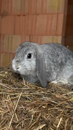 Nederlandse dwerghangoor, Dieren en Toebehoren, Meerdere dieren, Dwerg, Hangoor, 0 tot 2 jaar