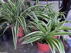 Graslelie, Tuin en Terras, Planten | Tuinplanten, Ophalen