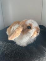 Nederlandse hangoor dwerkonijntje (oranje-bont), Dieren en Toebehoren, Konijnen, Vrouwelijk, Dwerg, Hangoor, 0 tot 2 jaar