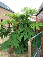 plant met grote bladeren, Ophalen, In pot