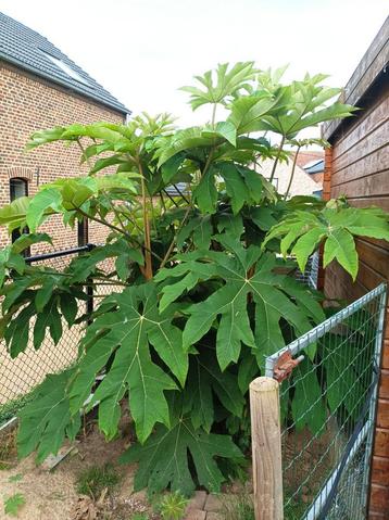 plant met grote bladeren  beschikbaar voor biedingen