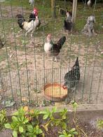 Basette Hennen, Dieren en Toebehoren