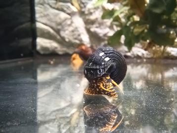 Groepje aquariumslakken beschikbaar voor biedingen