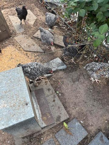 Mechelse koekoes, Poule ou poulet