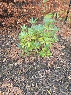Rhododendron ponticum, Tuin en Terras, Ophalen, Rhododendron, Struik, Minder dan 100 cm