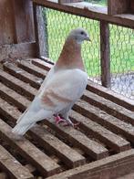 Mannelijke duif van Sion, Mannelijk