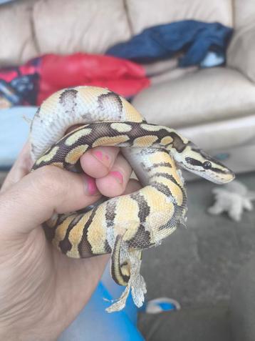 Ballpython man beschikbaar voor biedingen