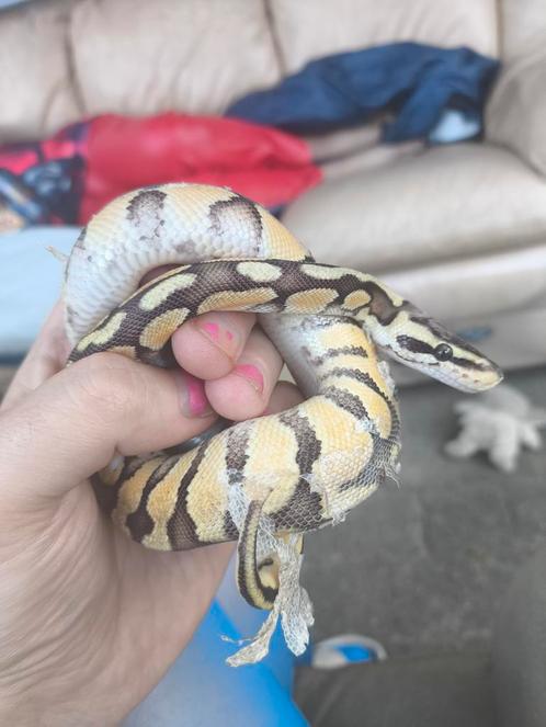 Ballpython man, Dieren en Toebehoren, Reptielen en Amfibieën