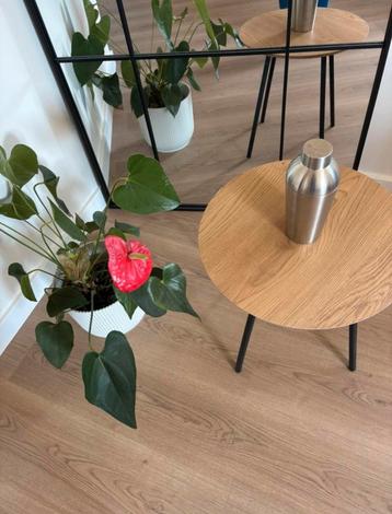 NIEUW! Cocktailshaker Zack beschikbaar voor biedingen