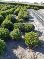 buxusbollen, Jardin & Terrasse, Plantes | Arbustes & Haies, Moins de 100 cm, Enlèvement, Buis, Arbuste