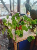 Pilea, sappige kamerplant, Ophalen, Vetplant