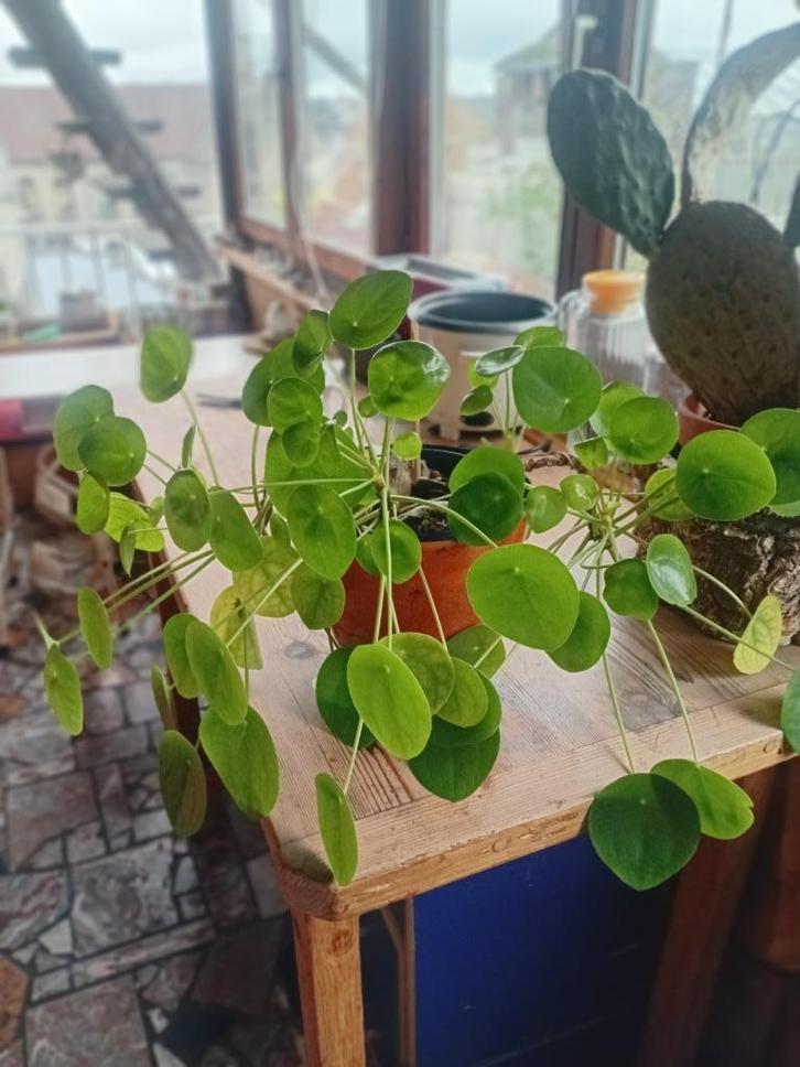 Pilea, sappige kamerplant, Huis en Inrichting, Kamerplanten, Vetplant, Ophalen