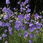 Campanula, Ophalen, Halfschaduw
