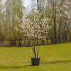 Amelanchier Lamarckii -krentenboom 100-125 cm, Ophalen, Zomer