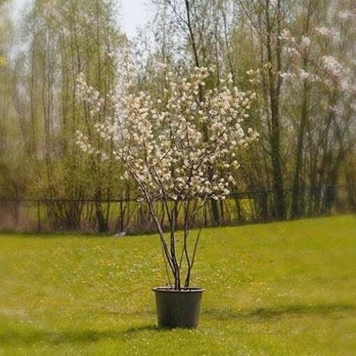 Amelanchier Lamarckii -krentenboom 100-125 cm, Tuin en Terras, Planten | Bomen, Zomer, Ophalen
