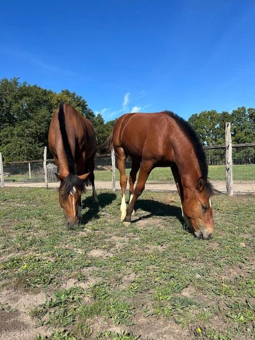 Freiberger merrie met veulen + Lippizaener merrie te koop, Dieren en Toebehoren, Paarden, Merrie, Zadelmak, Minder dan 160 cm