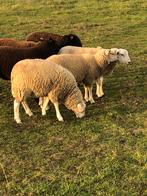 Ooilammeren te koop, Vrouwelijk, Schaap, 0 tot 2 jaar