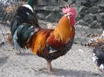 fokhaan leghorn porselein, Mannelijk, Kip