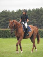 pony amazone  aangeboden, Dieren en Toebehoren, L