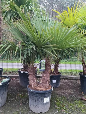 Winterharde palmbomen Trachycarpus Fortunei 2 stam  beschikbaar voor biedingen