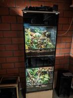 Ingerichte bakken met 1.1 chahoua gekko, Dieren en Toebehoren, Reptielen en Amfibieën