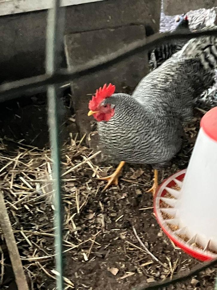 Haan, Dieren en Toebehoren, Pluimvee