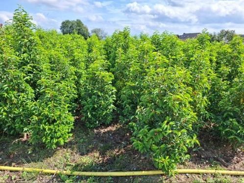 Groenblijvende hagen en coniferen en kerstbomen, Tuin en Terras, Planten | Bomen, 100 tot 250 cm, In pot, Ophalen