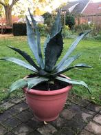 Agave, Ophalen