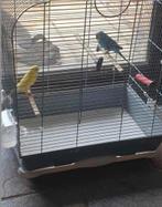 Perruches avec cage et decoration, Ophalen, Zo goed als nieuw
