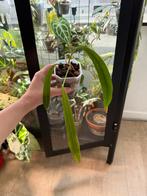Anthurium Vittarifolium, Huis en Inrichting, Kamerplanten, Ophalen