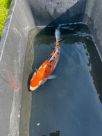 Japanse koi (42 cm), Karper of Koi