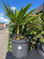 Trachycarpus fortunei palmboompjes, Tuin en Terras, Planten | Bomen, Bloeit niet, Minder dan 100 cm, Palmboom, Ophalen