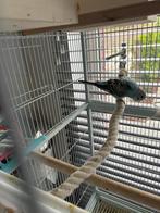 Blauwe grasparkiet te Nazareth, Dieren en Toebehoren, Vogels | Parkieten en Papegaaien