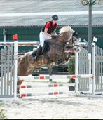 Be Cool Tivor: Getalenteerde 5 jarige D pony te koop, Dieren en Toebehoren, B, Gechipt, Ruin, 3 tot 6 jaar