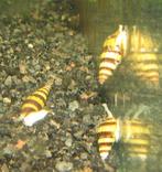helenaslakken, Dieren en Toebehoren, Vissen | Aquariumvissen, Slak of Weekdier, Zoetwatervis