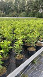 Prunus lusitanica 'Brenelia', Hagen en Sierheesters.