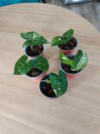 syngonium panda Galaxy, Huis en Inrichting, Kamerplanten, Ophalen