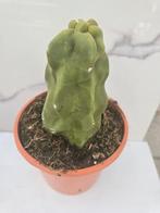 Lophocereus schottii monstruosus, Verzenden