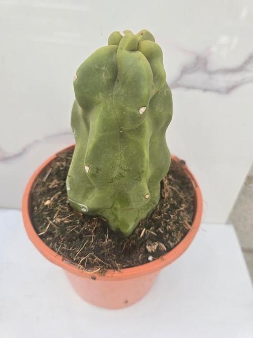 Lophocereus schottii monstruosus, Huis en Inrichting, Kamerplanten, Verzenden