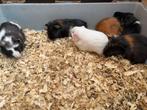 Jonge borstelkop en gladhaar cavia’s(8st), Dieren en Toebehoren, Knaagdieren, Meerdere dieren, Cavia