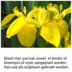 vijverplant 25 stuks voor 10€ meerder, Tuin en Terras, Ophalen